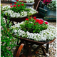 Illustration for article titled 20 Inspiring Flower Planters That Will Bring The Magic Into Your Garden